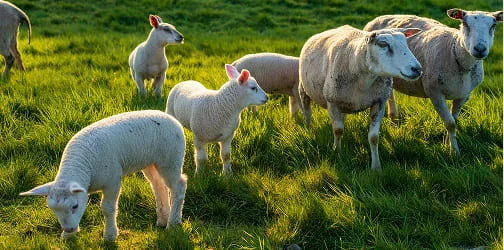 Imagem de ilustração da categoria Reprodução